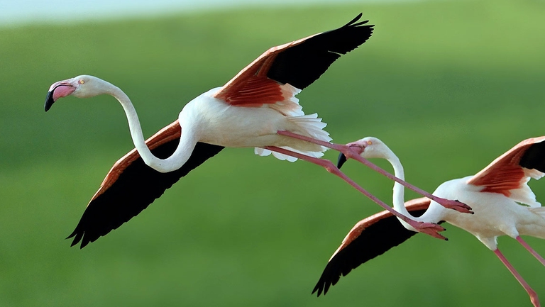 La specie vanta uno splendido piumaggio bianco con sfumature rosate, le zampe rosa e il becco rosa con estremità nera.