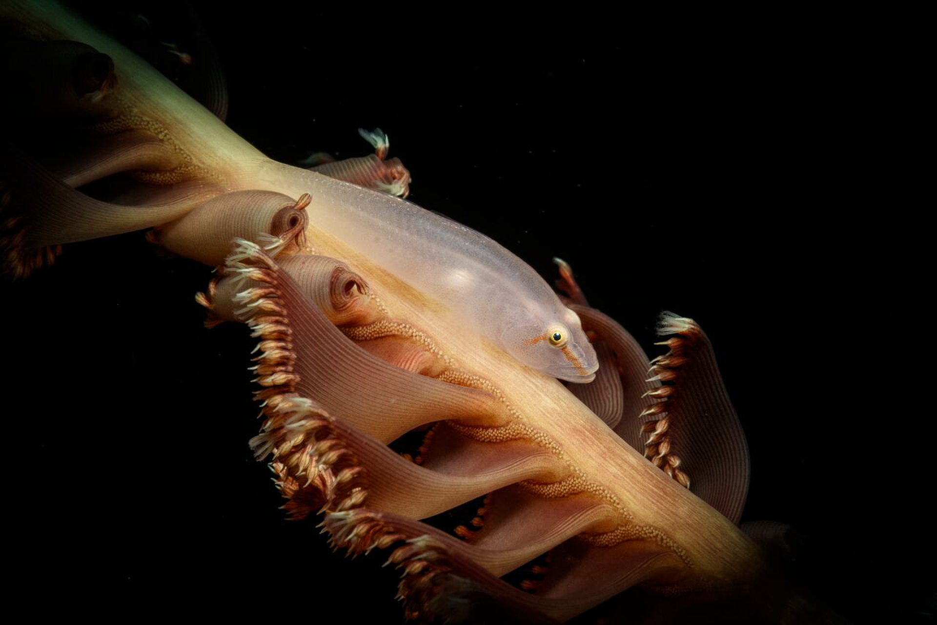 Ross Gudgeon, Goby on a Sea Pen