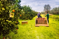 Henkel Beauty Care adotta 350 alberi da frutto e dona il raccolto alle famiglie in difficoltà
