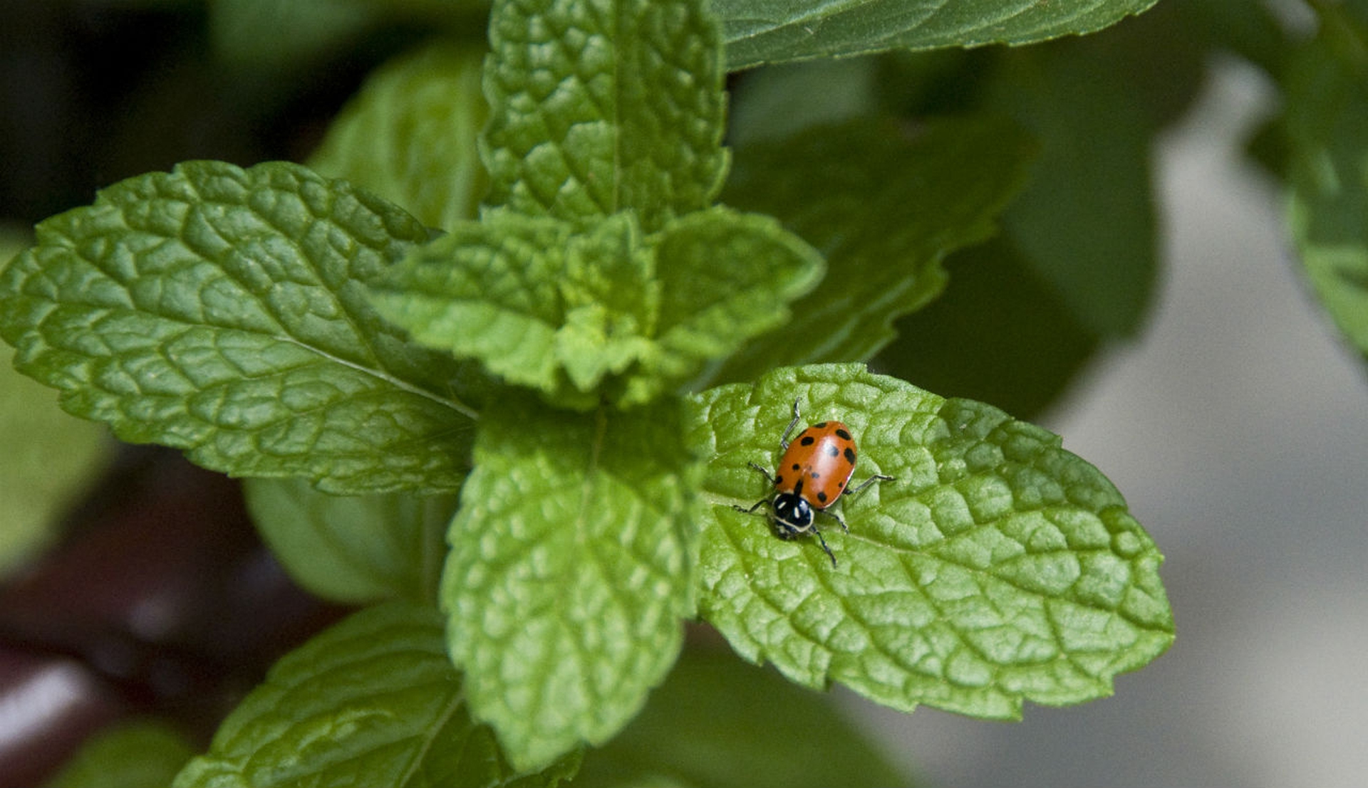 10 piante per attirare le coccinelle nel vostro giardino