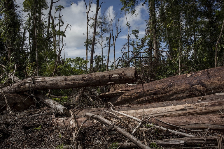 Foresta pluviale distrutta a Sumatra