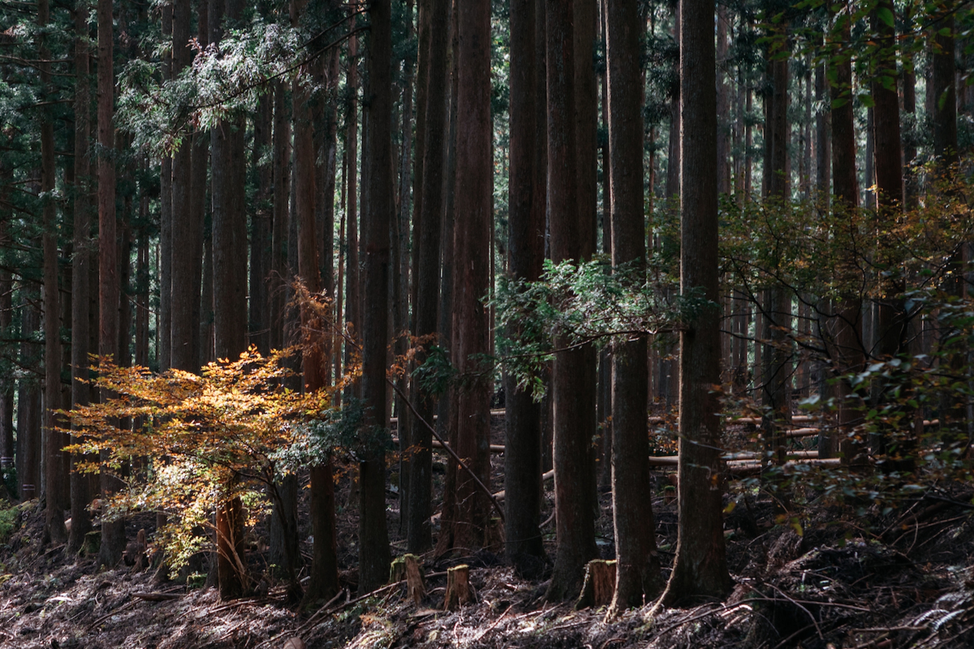 Forest therapy in Giappone