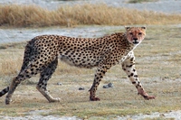 L’Iran prova a salvare il ghepardo asiatico dall’estinzione