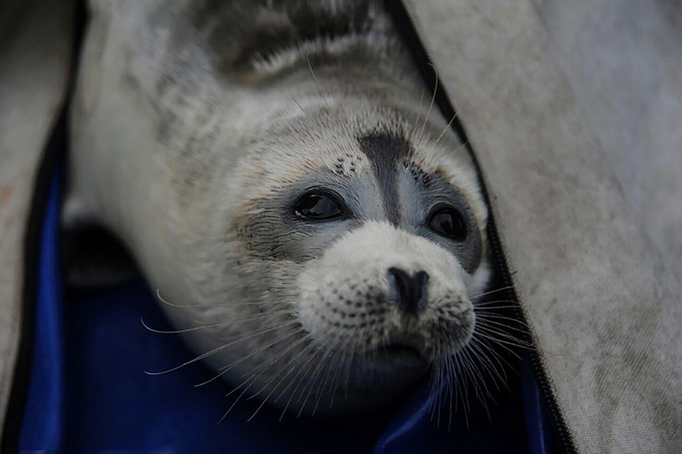 In Russia sono state trovate morte 2.500 foche del Caspio in pericolo di estinzione