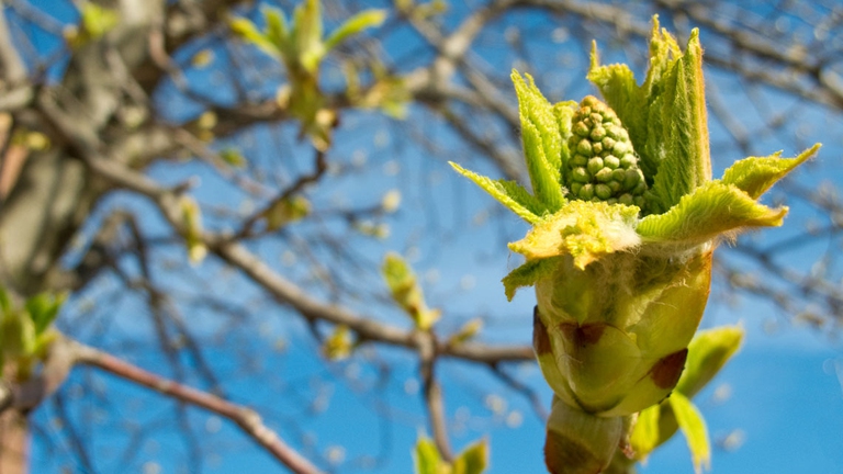 gemma white chestnut