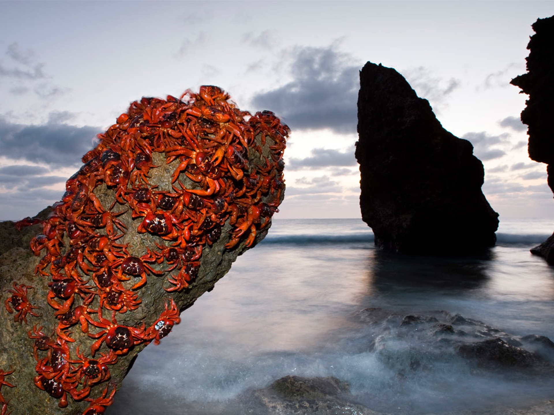 Crabs' journey to the ocean is not easy