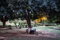 Planting trees for gun licences: how an Indian district is tackling the water crisis