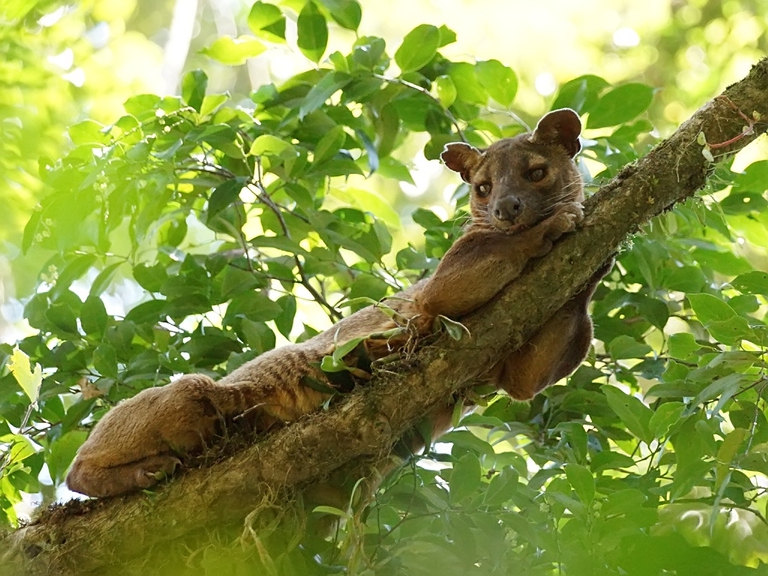 fossa