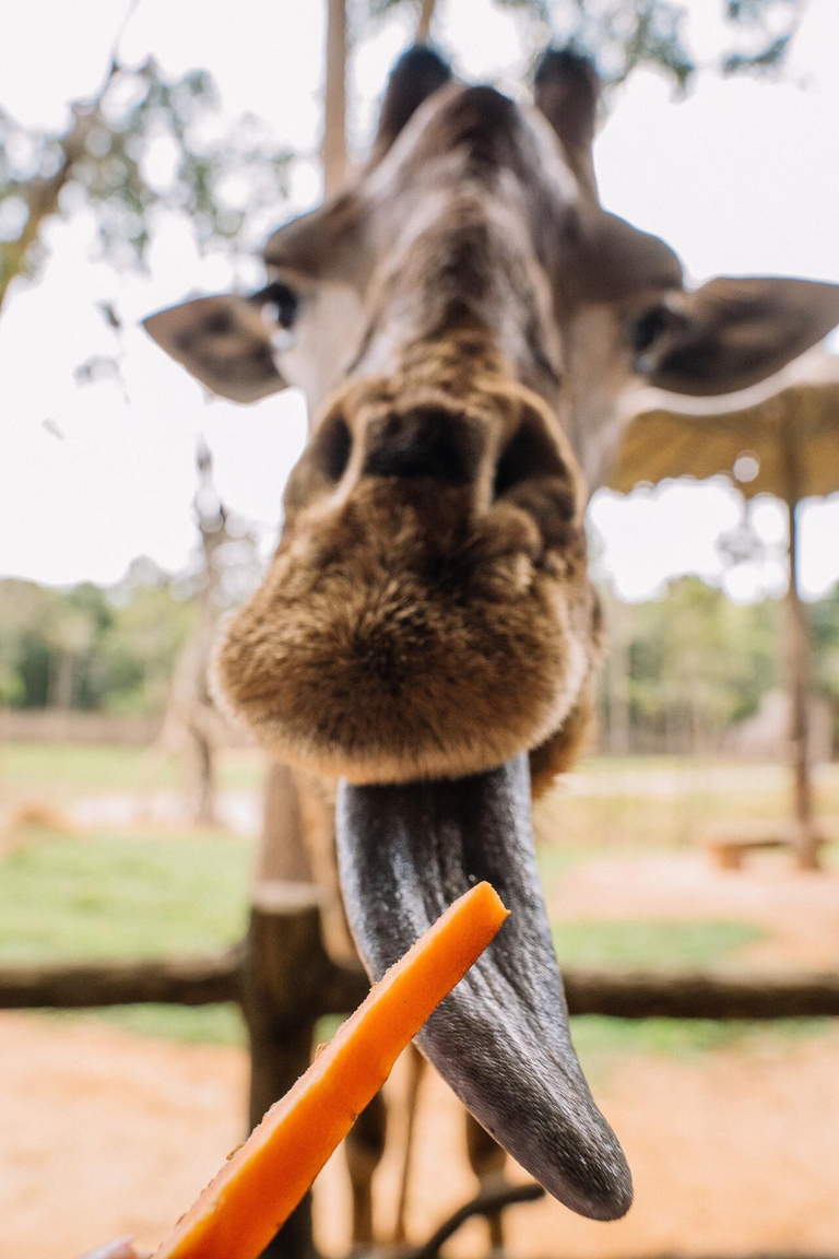 Le giraffe sono in grado di fare ragionamenti statistici