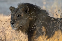 Il futuro degli animali selvatici minacciati dal commercio illegale