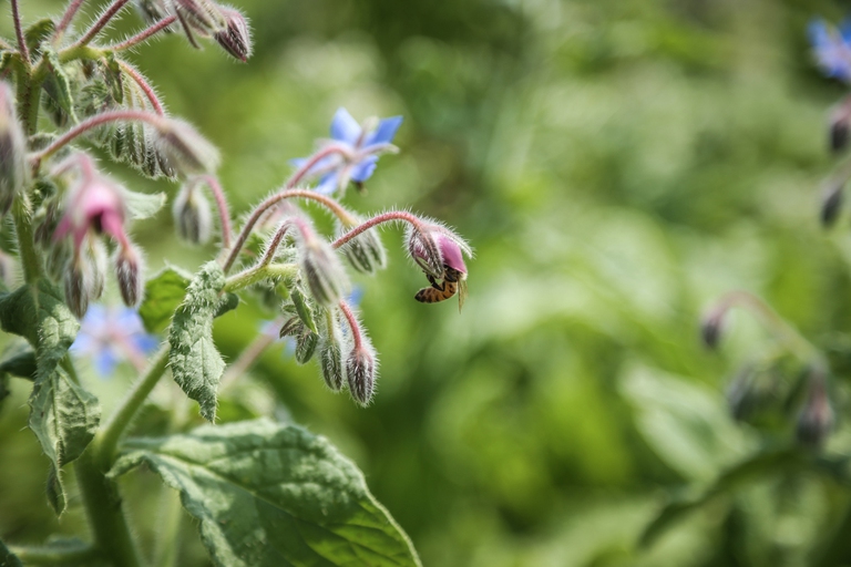 Bee-my-Future-1_1140