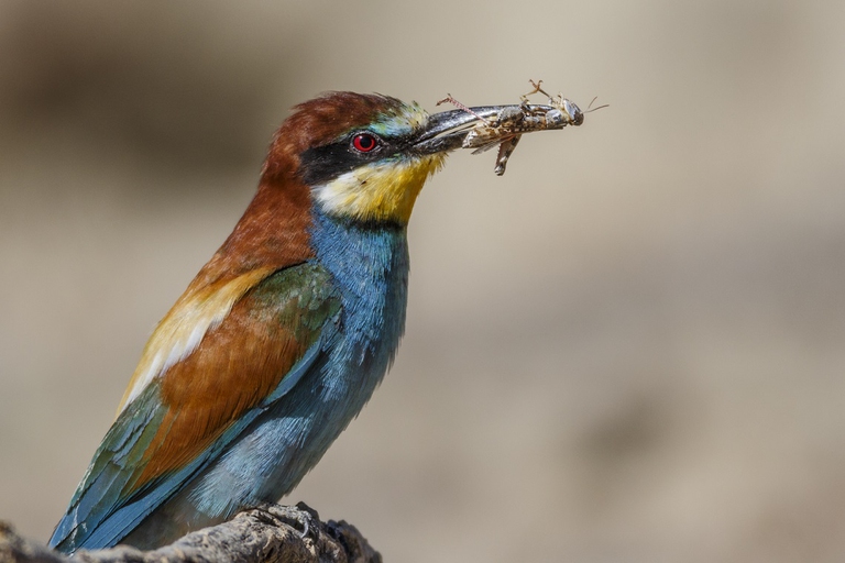 Gruccione che mangia una cavalletta