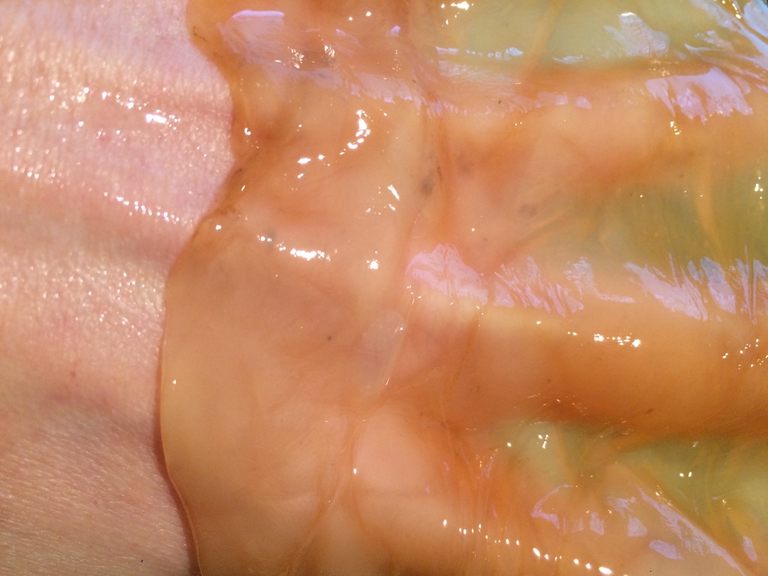 La ricerca di Candiìyce Dryburgh, studentessa del Master in Material Design, ha come obiettivo quello di trovare soluzioni alternative alla carne come alimento, tra cui la carne in vitro, ed interrogarsi sull'eticità di queste scelte © Candyce Dryburgh