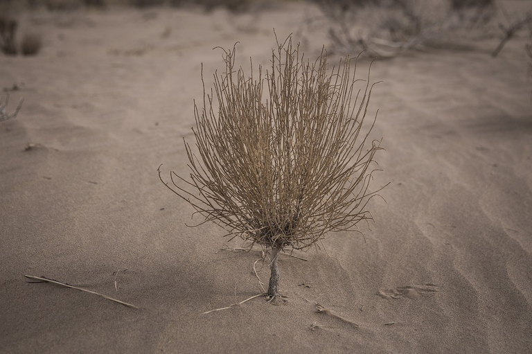 Piccolo albero piantato in un deserto cinese