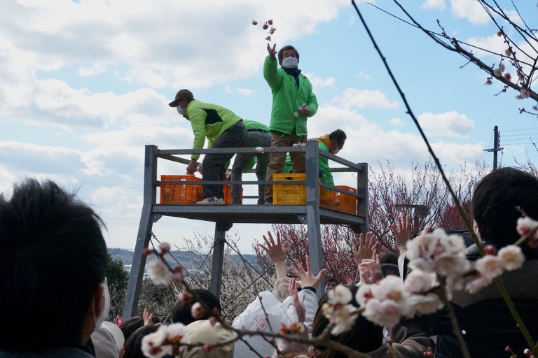 Mochi throw in the Minabe Bairin ume orchards