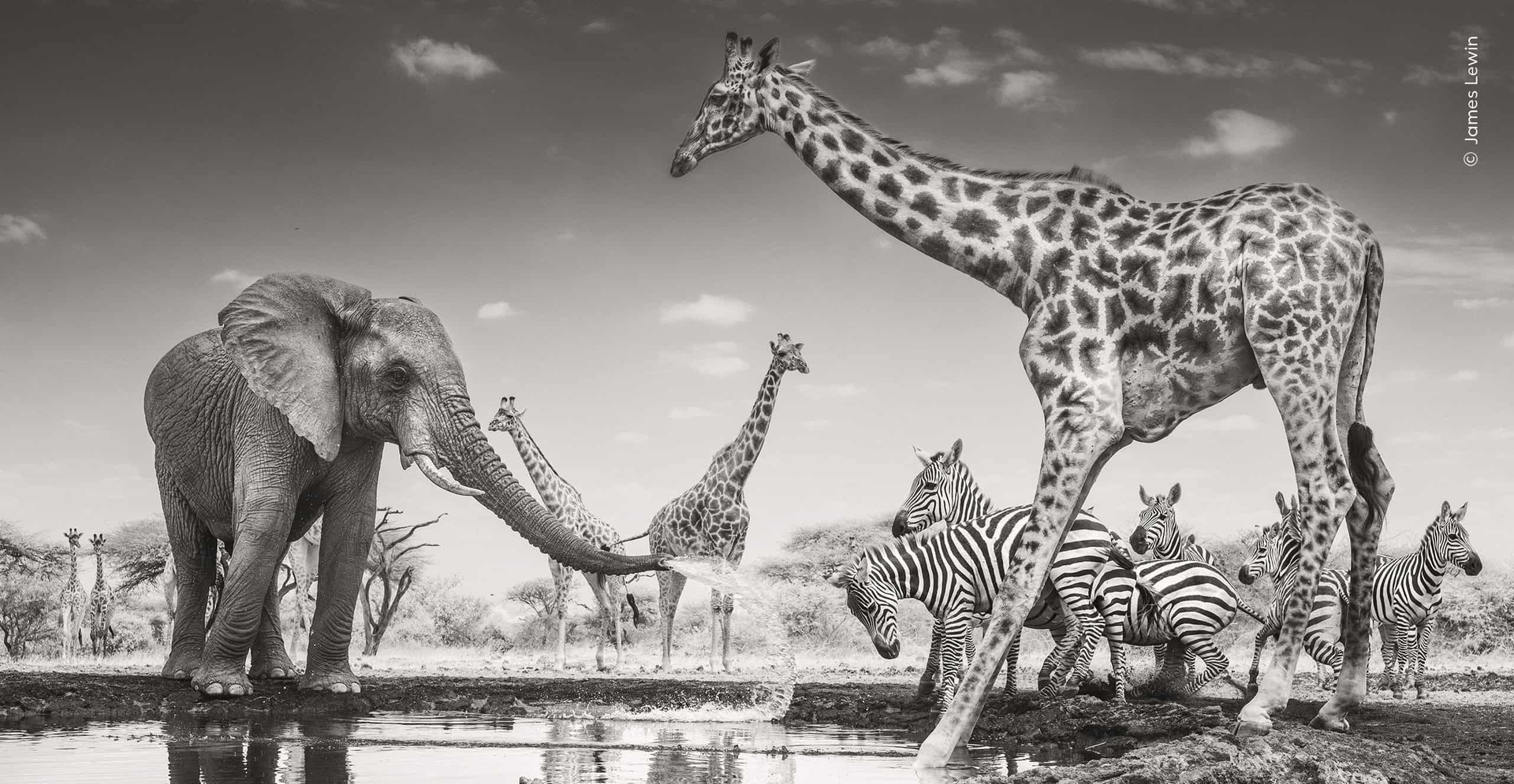 &copy; Wildlife Photographer of the Year
