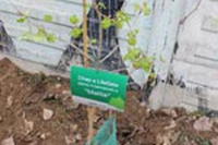 Adotta una pianta!