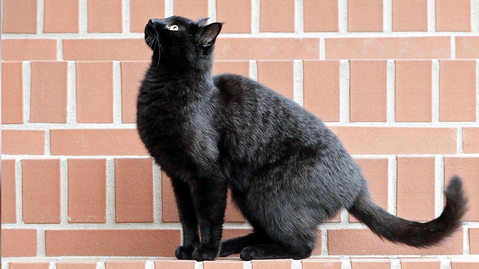 gatto-nero-salto