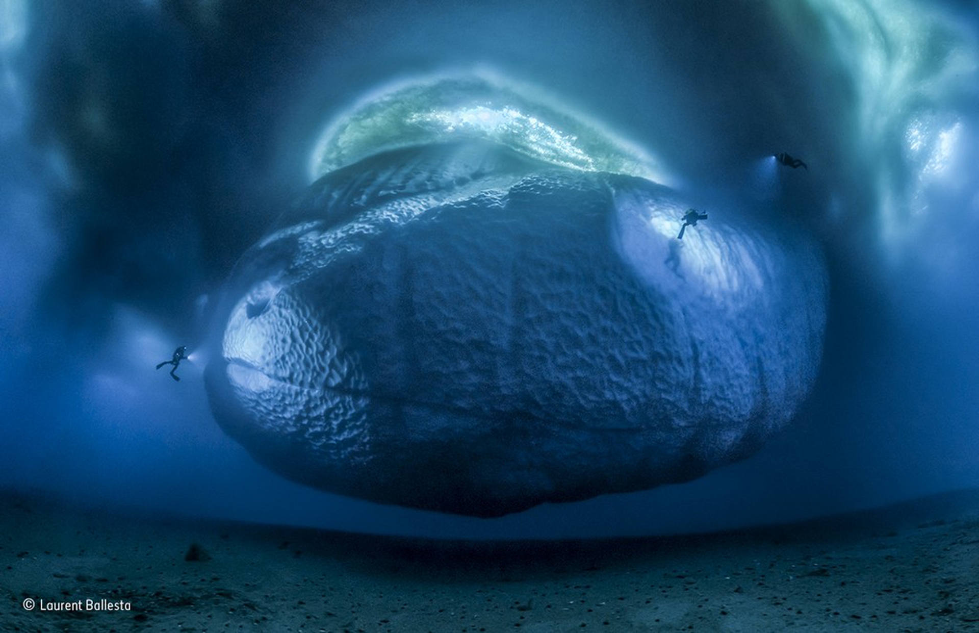 The ice monster © Laurent Ballesta/Wildlife Photographer of the Year