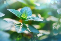 La menta, dalle proprietà al colore (verde davvero), tutto in un gelato
