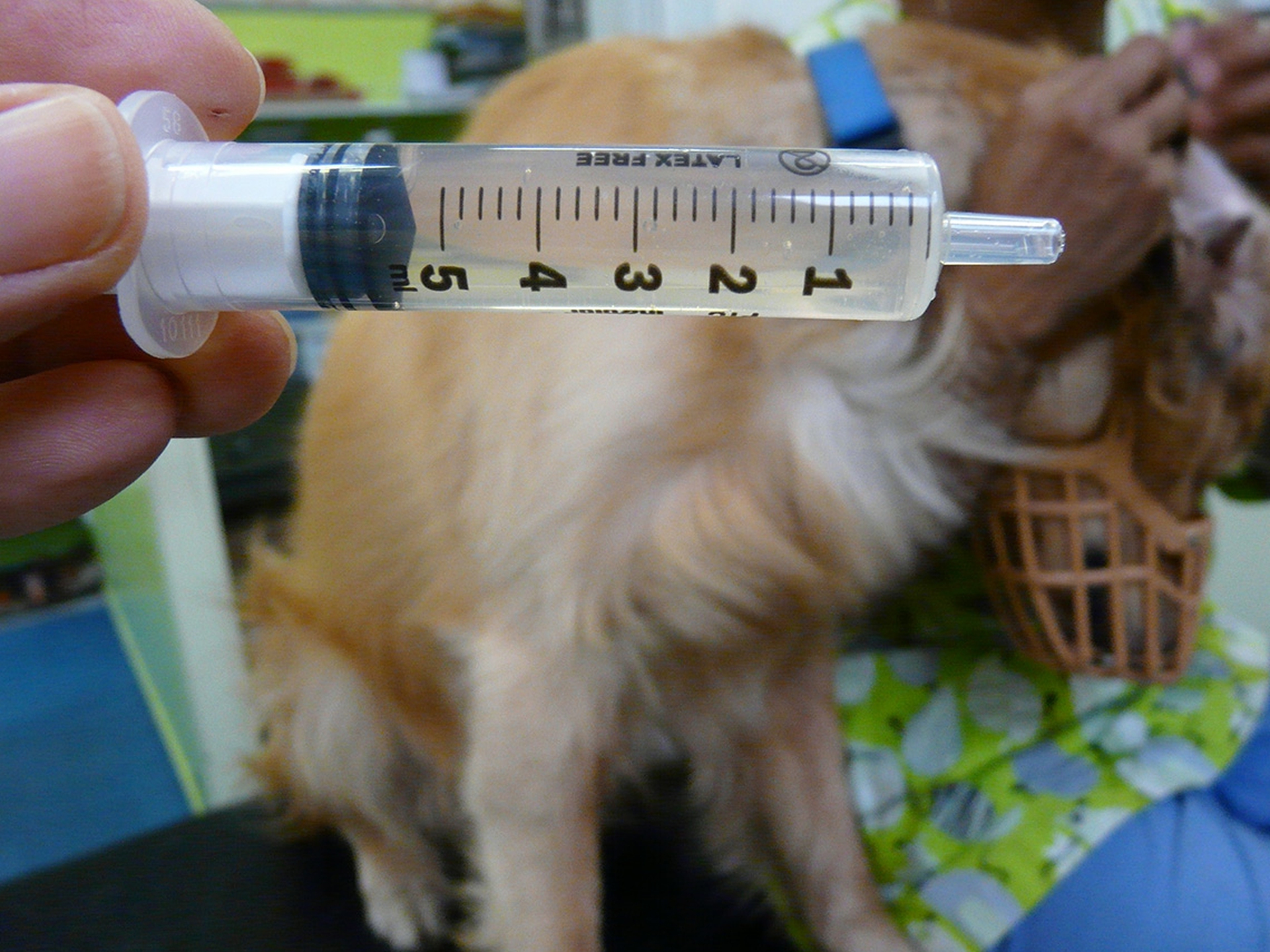 Otoematoma, l'intervento