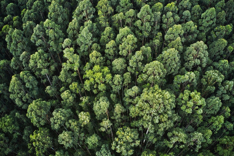 Le etichette indipendenti si impegnano nella riforestazione.