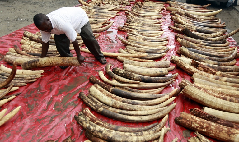 A plainclothes police officer arranges seized elephant tusks to be inspected at Makupa police station in Mombasa June 5, 2014. Kenyan authorities seized 228 whole elephant tusks and 74 others in pieces as they were being packed for export in the port city of Mombasa, police and wildlife officials said.  REUTERS/Joseph Okanga (KENYA - Tags: ANIMALS CRIME LAW) - RTR3SBPA