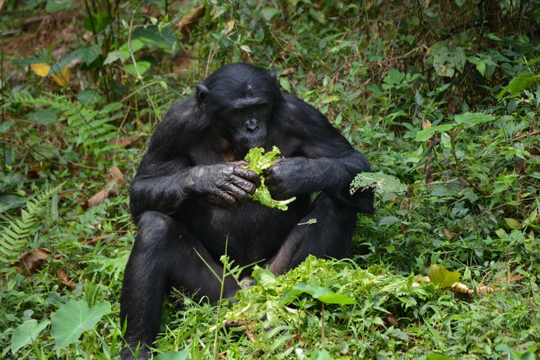 bonobo 