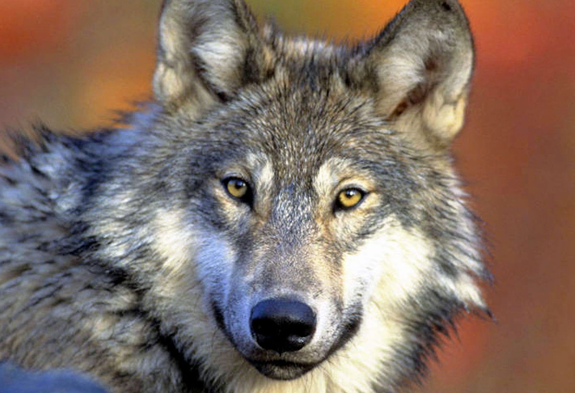 In Michigan (per ora) hanno vinto i lupi e gli elettori