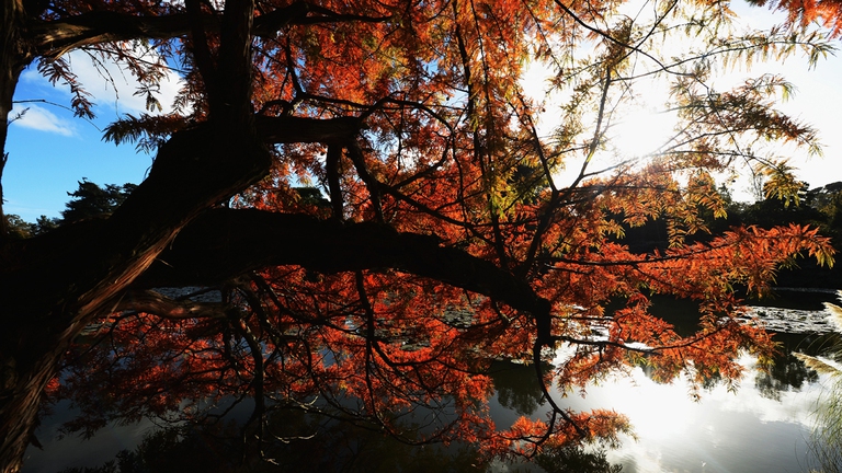 autunno raccolta frutti giardino di ottobre