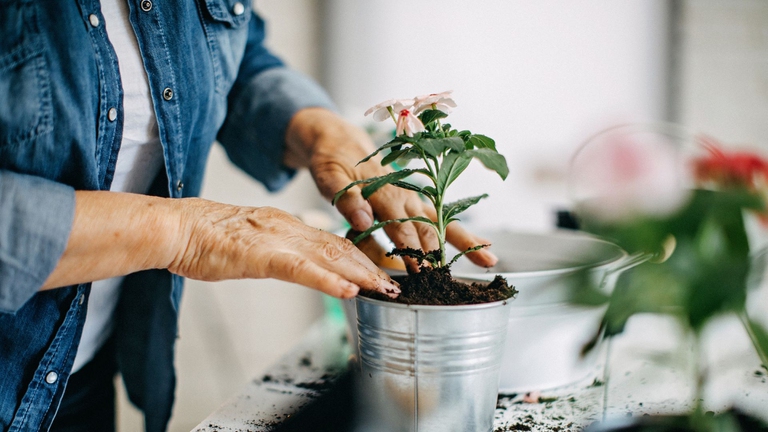 6 piante da ufficio per ridurre lo stress e purificare l'aria