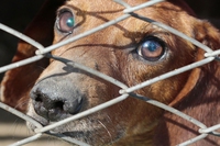 Zoomafia 2020, è allarme sul maltrattamento degli animali