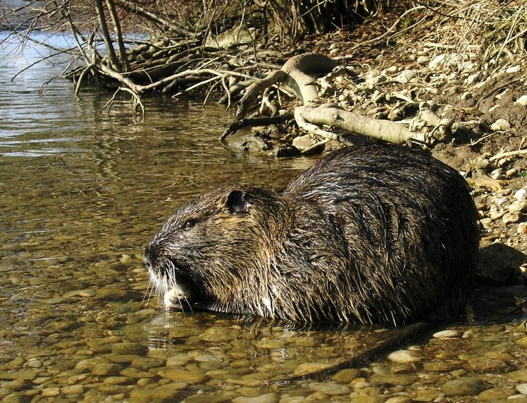 Le nutrie sono prevalentemente acquatiche