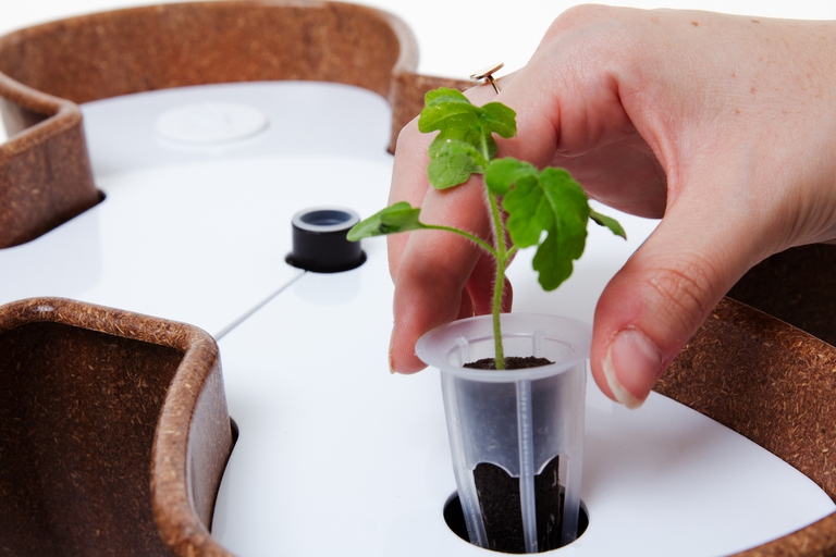 clovy agricoltura verticale