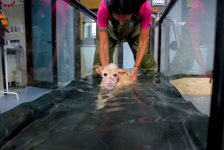 La cagnetta Spugna in acqua