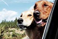 In viaggio con cani, gatti e altri amici. Regole e consigli
