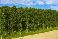 Alberi ogm per catturare più CO2, pro e contro
