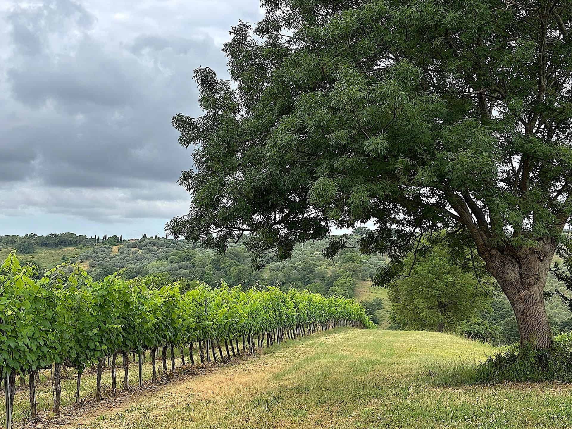 Vigne in campagna &copy; Beatrice Spagoni
