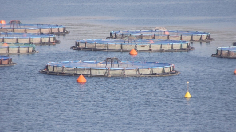 Allevamenti di orate e branzini in Grecia