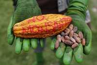 Glyphosate, Europe defers the decision on whether to license it or not