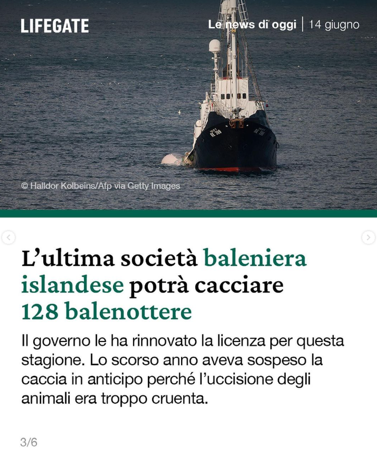 balenottere news
