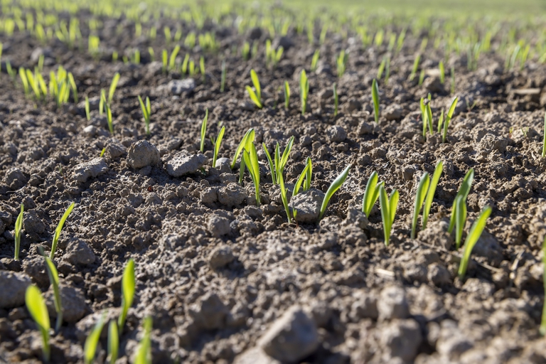 reddito di contadinanza