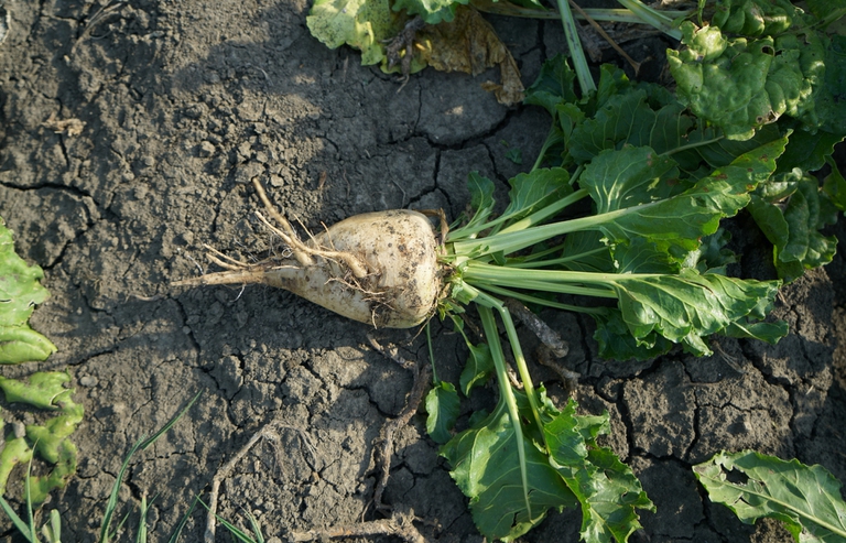 Barbabietola da zucchero italia zuccheri