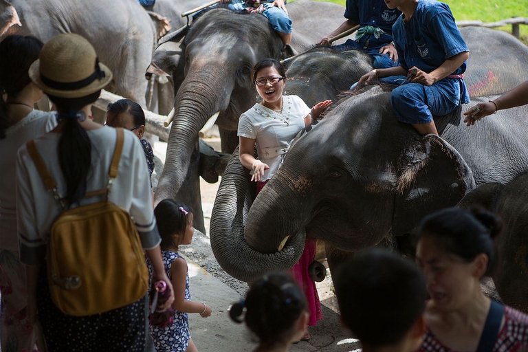 Elephants in Thai camps