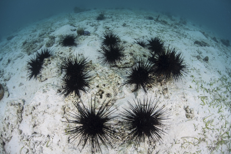 Black spiny urchins (Diadema sp.) graze on algae on a sand and rubble seafloor in Indonesia. Urchins are often found in disturbed areas due to algae being prominent there © Ethan Daniels/Stocktrek Images