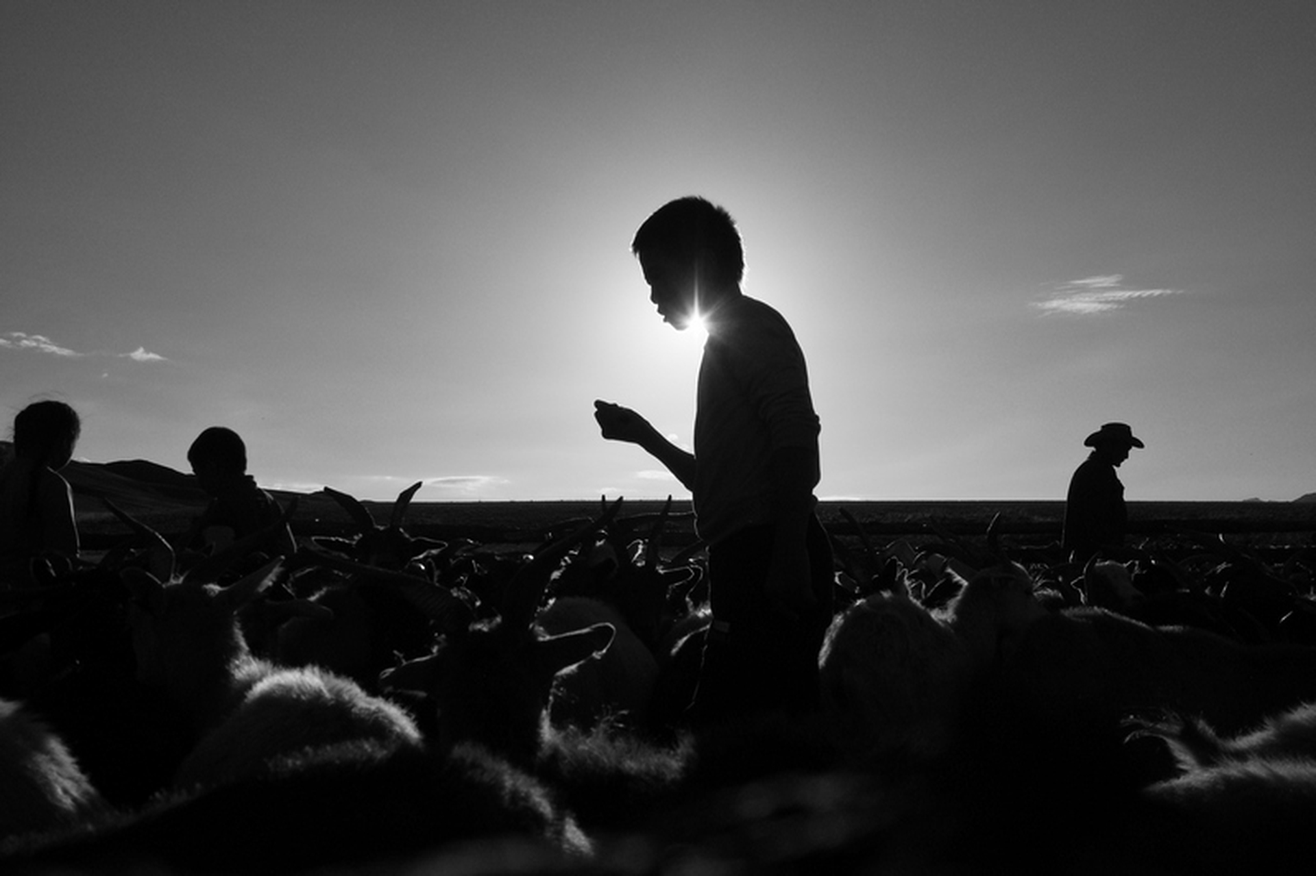 Sara Munari, Vanishing Shepherds