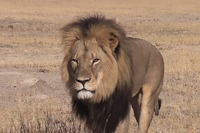 Chi era Cecil il leone e perché è stato ucciso