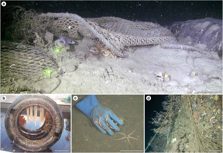 Interazioni tra la fauna marina e i rifiuti. 