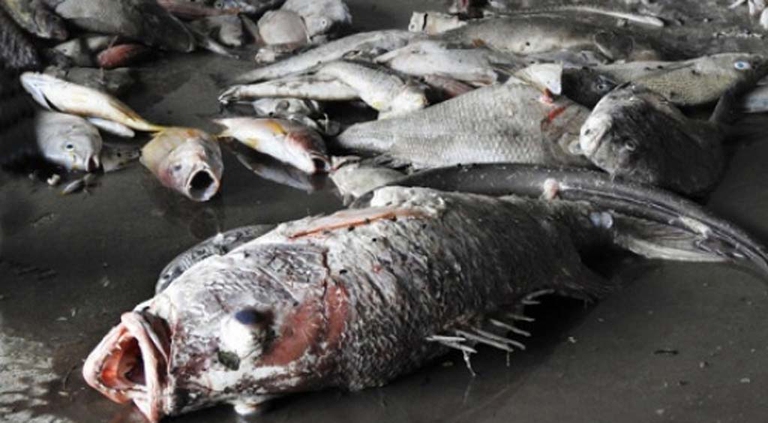 Moria di pesci in Vietnam: protestano i cittadini, giornalisti arrestati © AFP