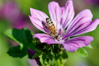 Con Bee my Future, Ricola salvaguarda le api